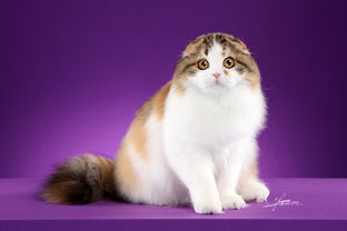 高地折耳猫,探寻高地折耳猫的独特魅力与神秘传说(图2)