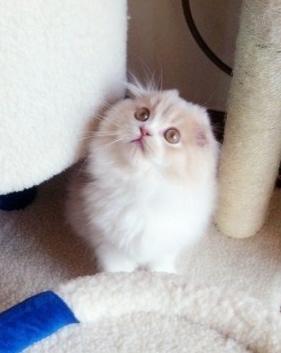 高地折耳猫,探寻高地折耳猫的独特魅力与神秘传说(图3)